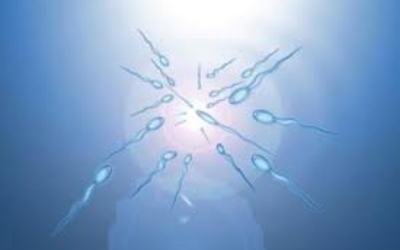 Studiuesit Amerikane: Sperma e mashkullit si veti ushqyese