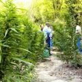 Tjetër reportazh për drogën, RAI-t hyn në plantacionet me kanabis në Krujë